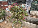 扬州市鲜花绿植公司|柠檬绿植盆栽，小区绿化设计