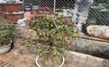 扬州市鲜花绿植公司|柠檬绿植盆栽，小区绿化设计