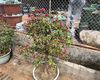 扬州市鲜花绿植公司|柠檬绿植盆栽，小区绿化设计