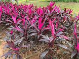 菏泽市庭院绿化|金银花绿植盆栽，供应绿化苗木