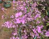 乐山市创意仿真假花鲜花|杜鹃盆栽，绿化阳台设计