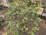 红河提供鲜花绿植-牡丹盆栽，设计道路绿化