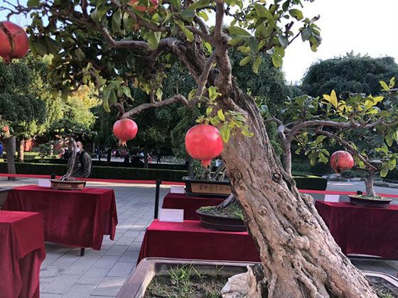 固原市仿真花卉|朱顶红绿植盆栽，设计绿化园林