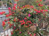 乌兰察布市绿化养护-杜鹃绿植盆栽，设计前台植物