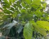 手机显微镜：水滴镜头观察面粉螨虫