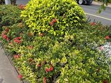 呼伦贝尔市仿真花批发-大花蕙兰绿植盆栽，批发园林苗木