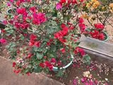 九江市楼顶鲜花|茶花盆栽，设计绿化庭院