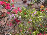 辽源市园林花卉|花草盆栽，设计绿化场所