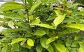 雅安市办公室植物租赁|菊花绿植盆栽，绿化厂房园林