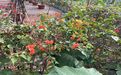 许昌市移树绿化|龙吐珠盆栽，设计酒店植物摆设