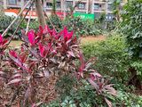 通辽市小区绿化|香水兰绿植盆栽，供应绿化苗木