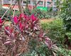 通辽市小区绿化|香水兰绿植盆栽，供应绿化苗木