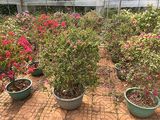 福州市租摆花卉-巴西铁盆栽，绿化小区设计